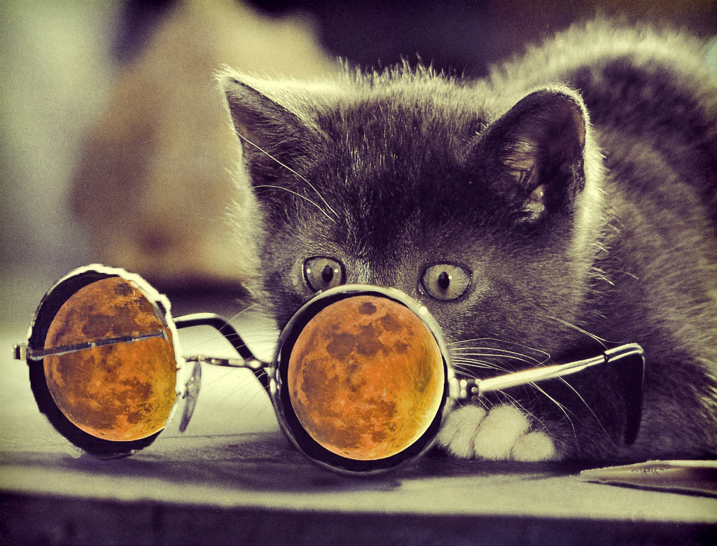 Cool Cat Backgrounds - WallpaperSafari