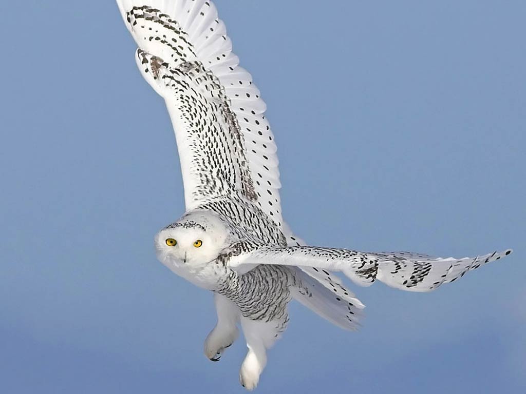 Snowy Owl Wallpaper HD - WallpaperSafari