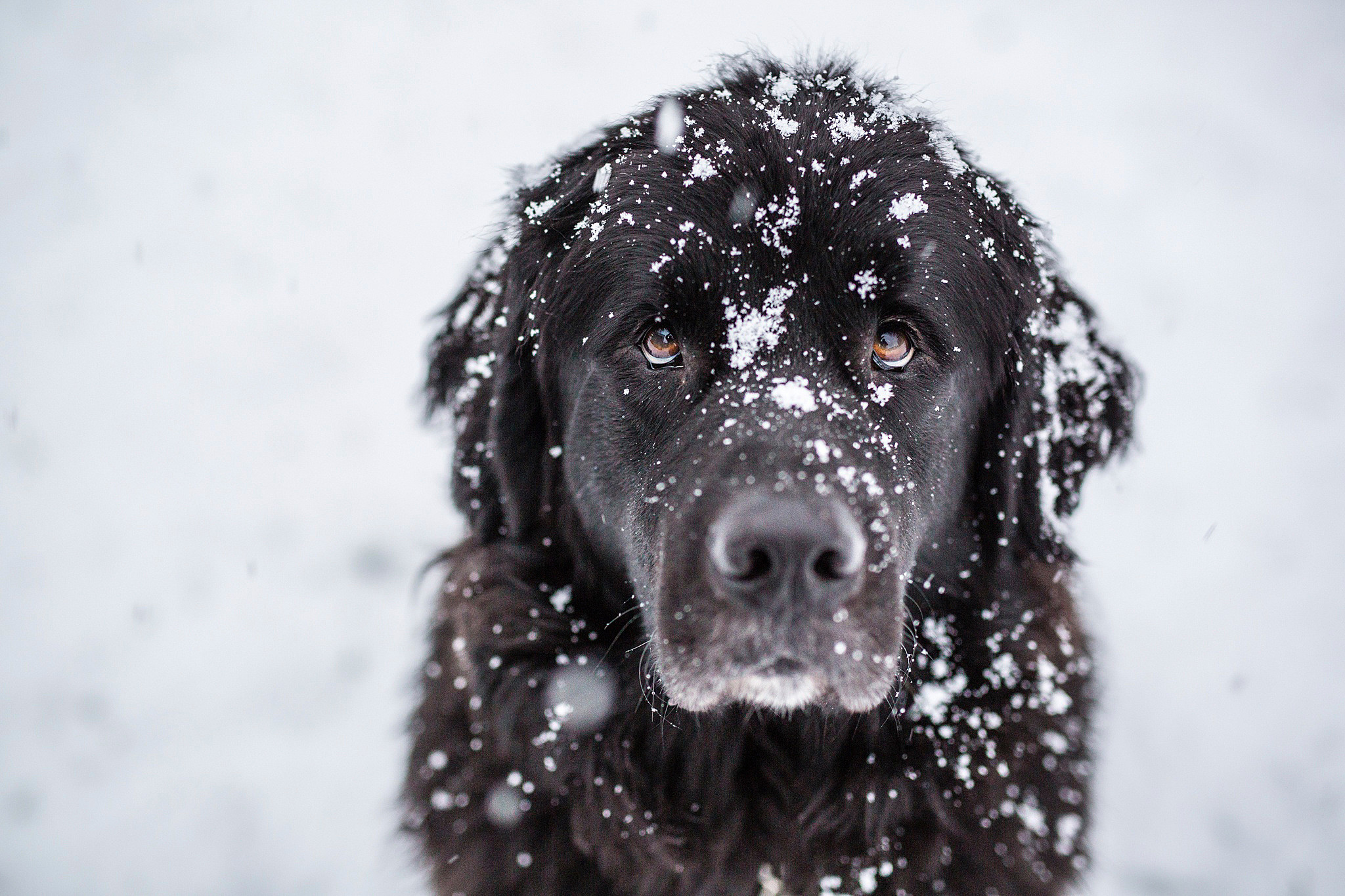 Dogs in the Snow Wallpaper - WallpaperSafari