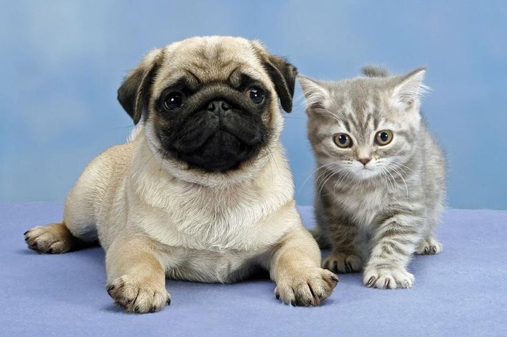 Wallpapers Of Kittens And Puppies - The