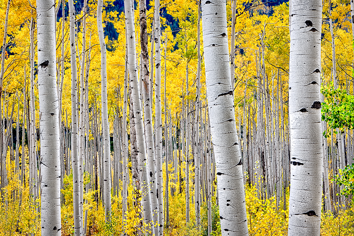 Aspen Tree Wallpaper - WallpaperSafari