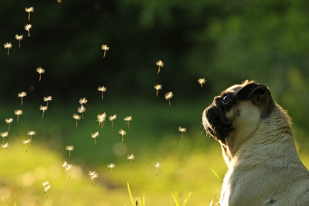 Pug Spring Wallpaper - WallpaperSafari