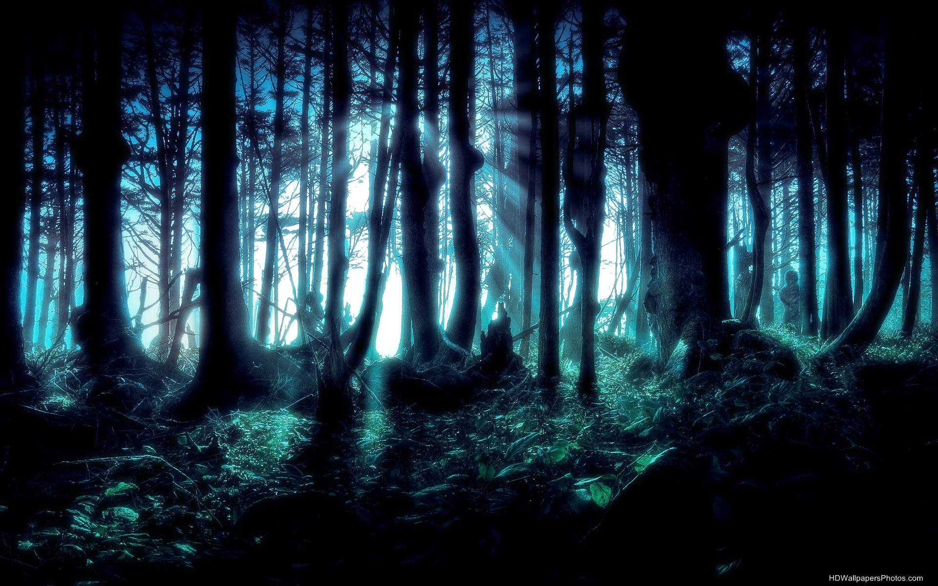 Dark Forest HD Wallpaper - WallpaperSafari