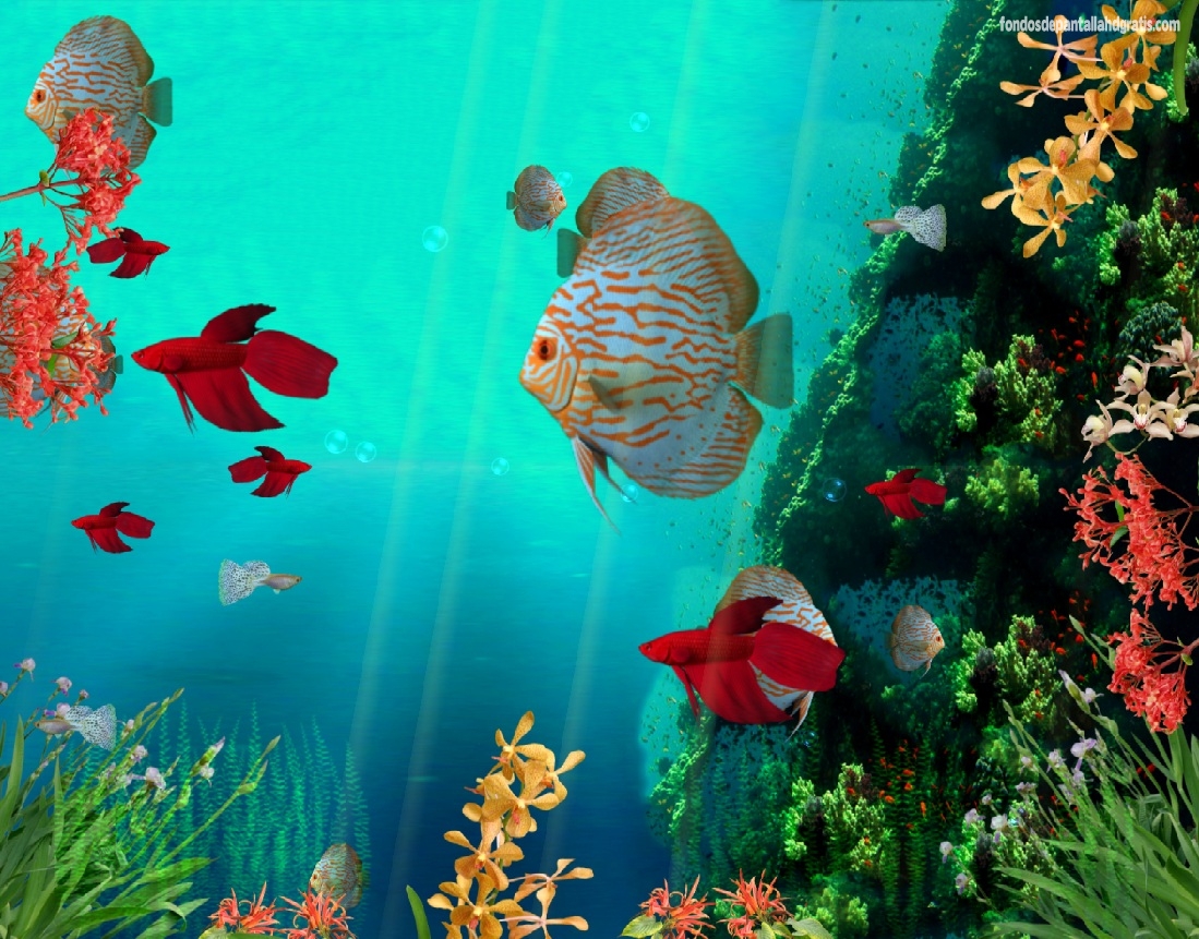 Free Live Moving Fish Wallpaper - Wallpapersafari
