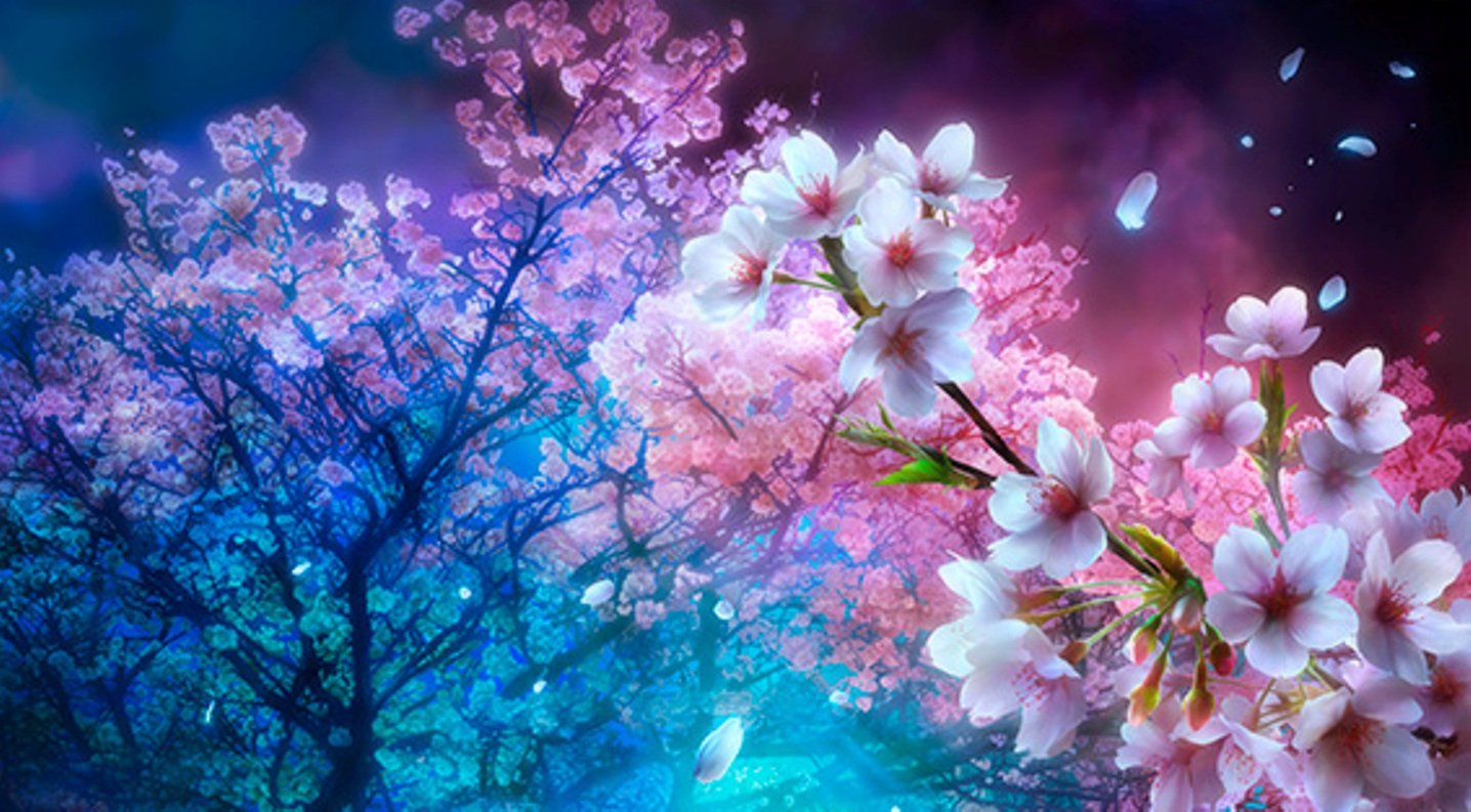 Anime Cherry Blossom Wallpaper Wallpapersafari