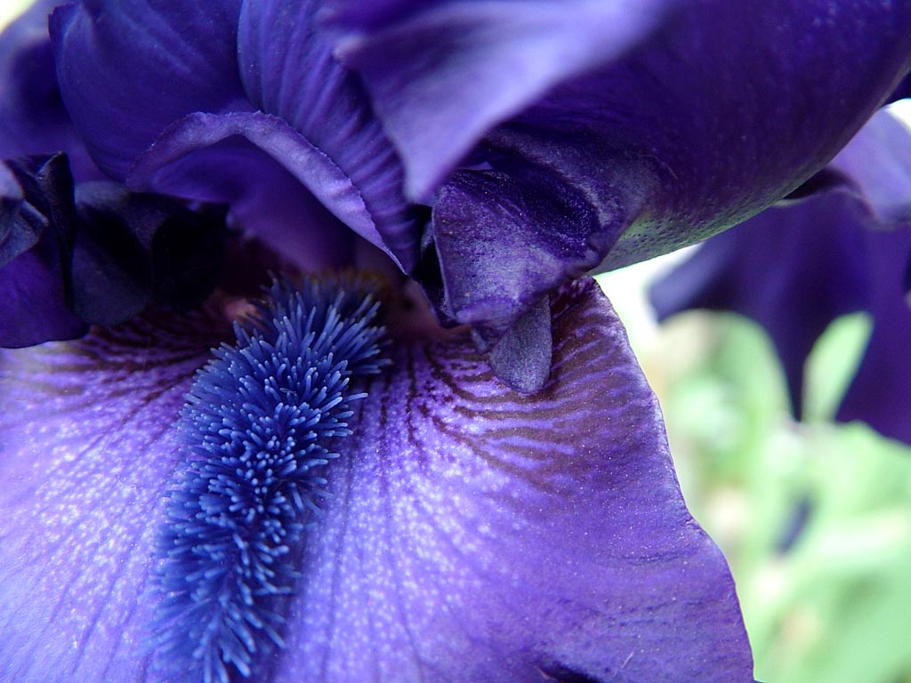 Blue iris mature