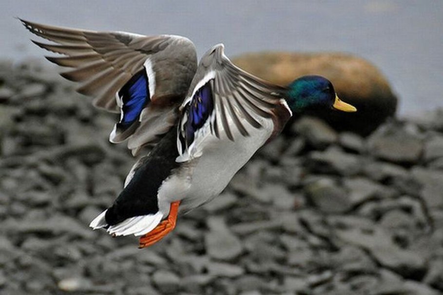 Ducks Flying Wallpaper - WallpaperSafari