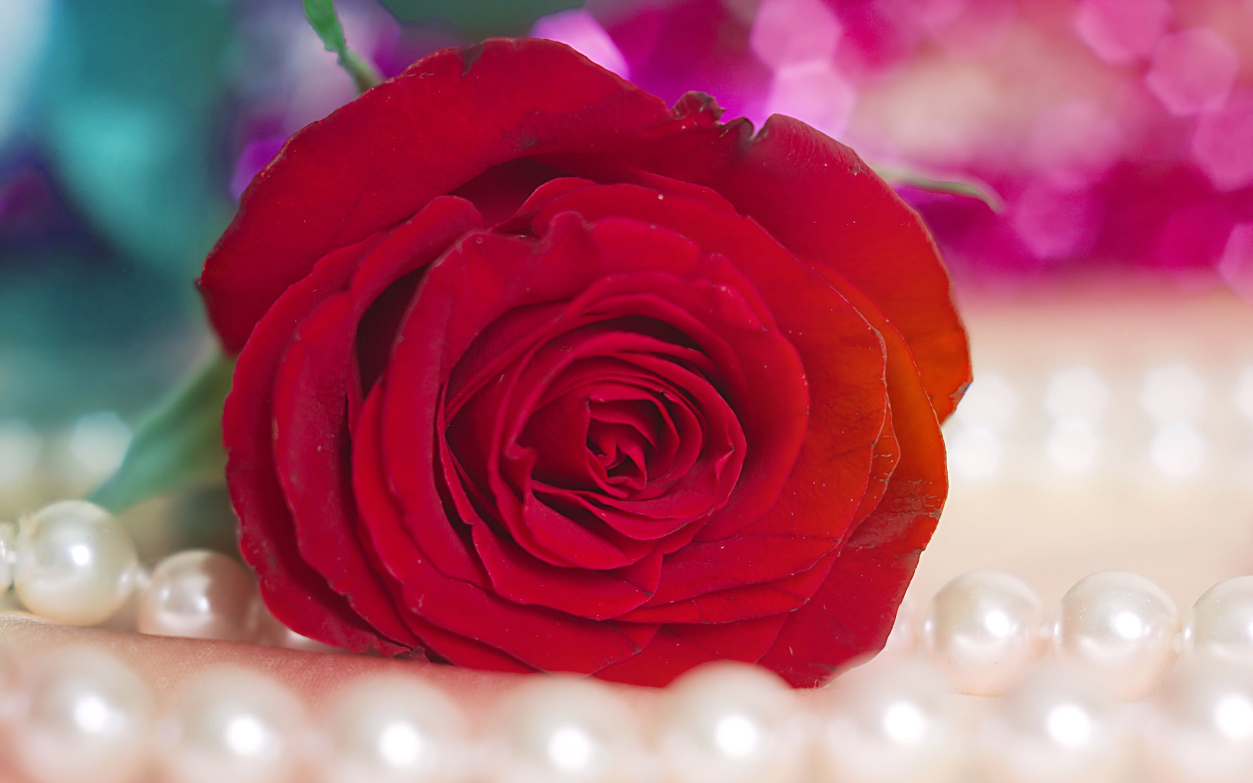 Most Beautiful Rose Flowers Wallpapers - WallpaperSafari