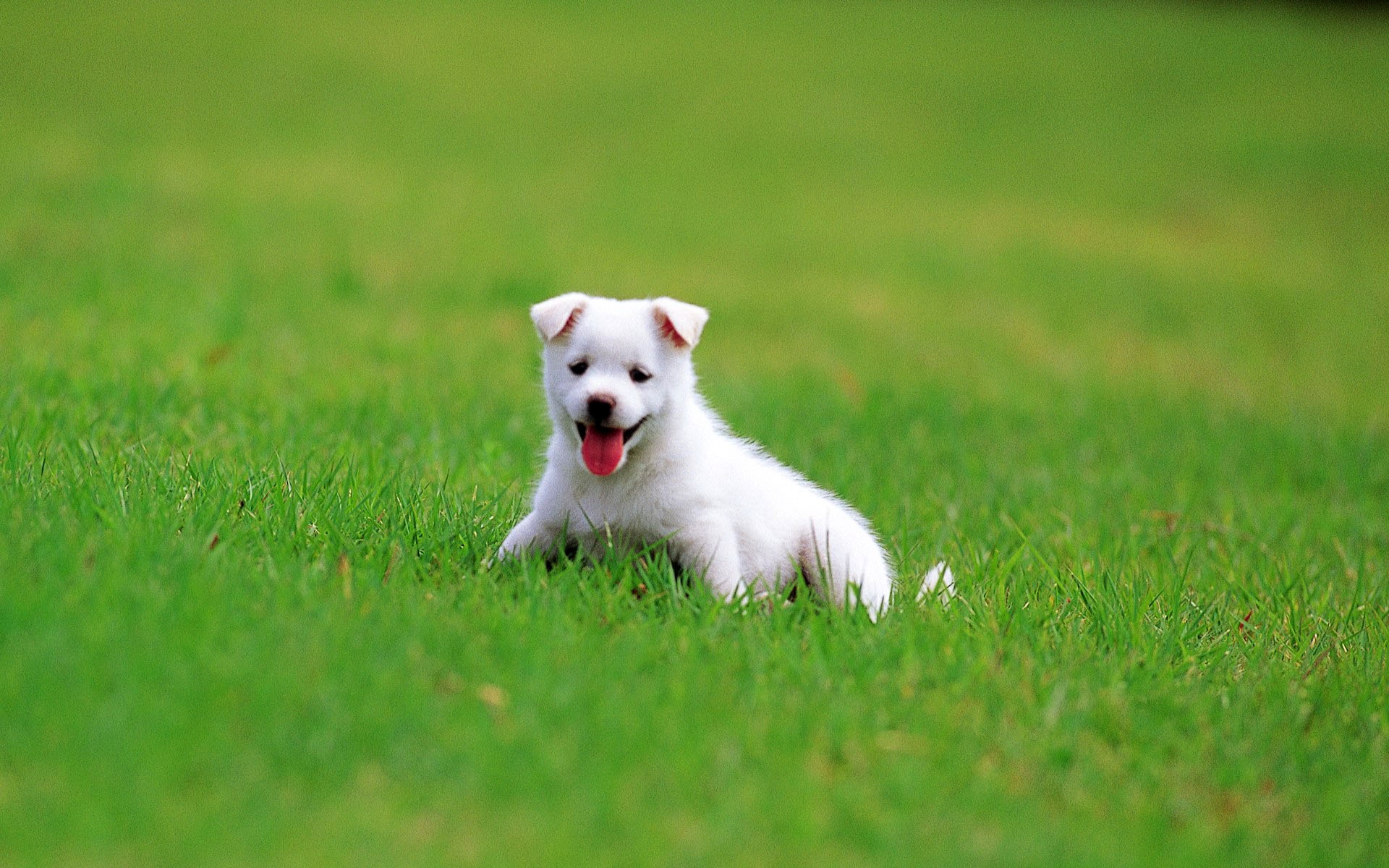 Summer Puppy Wallpaper Desktop - WallpaperSafari