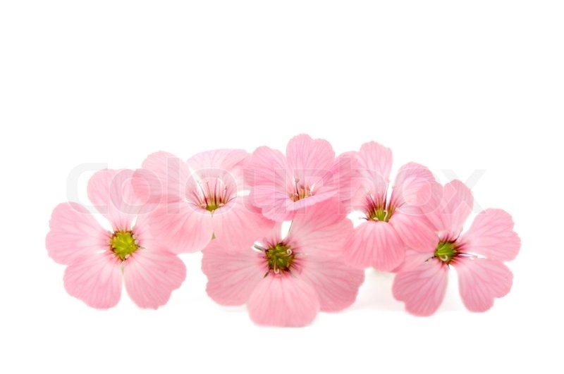 Pink Flower White Background - WallpaperSafari