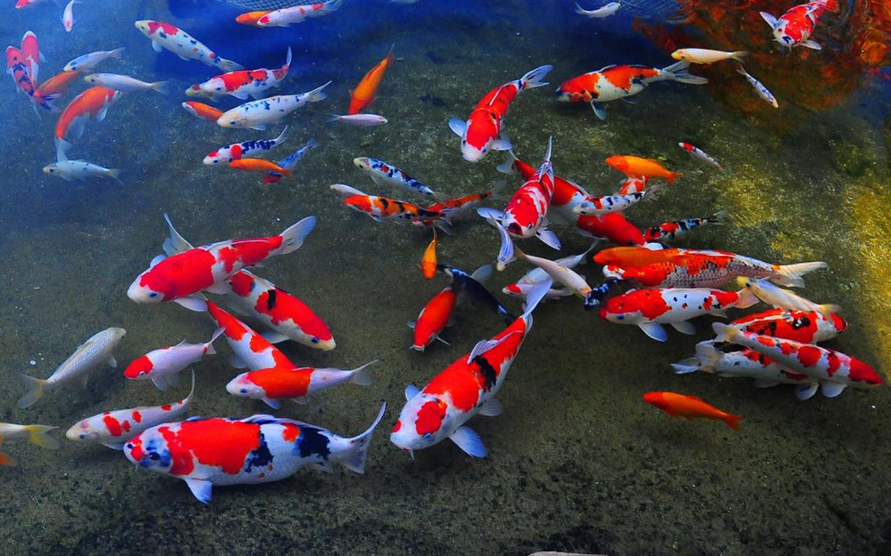 Koi Fish Live Wallpaper - WallpaperSafari