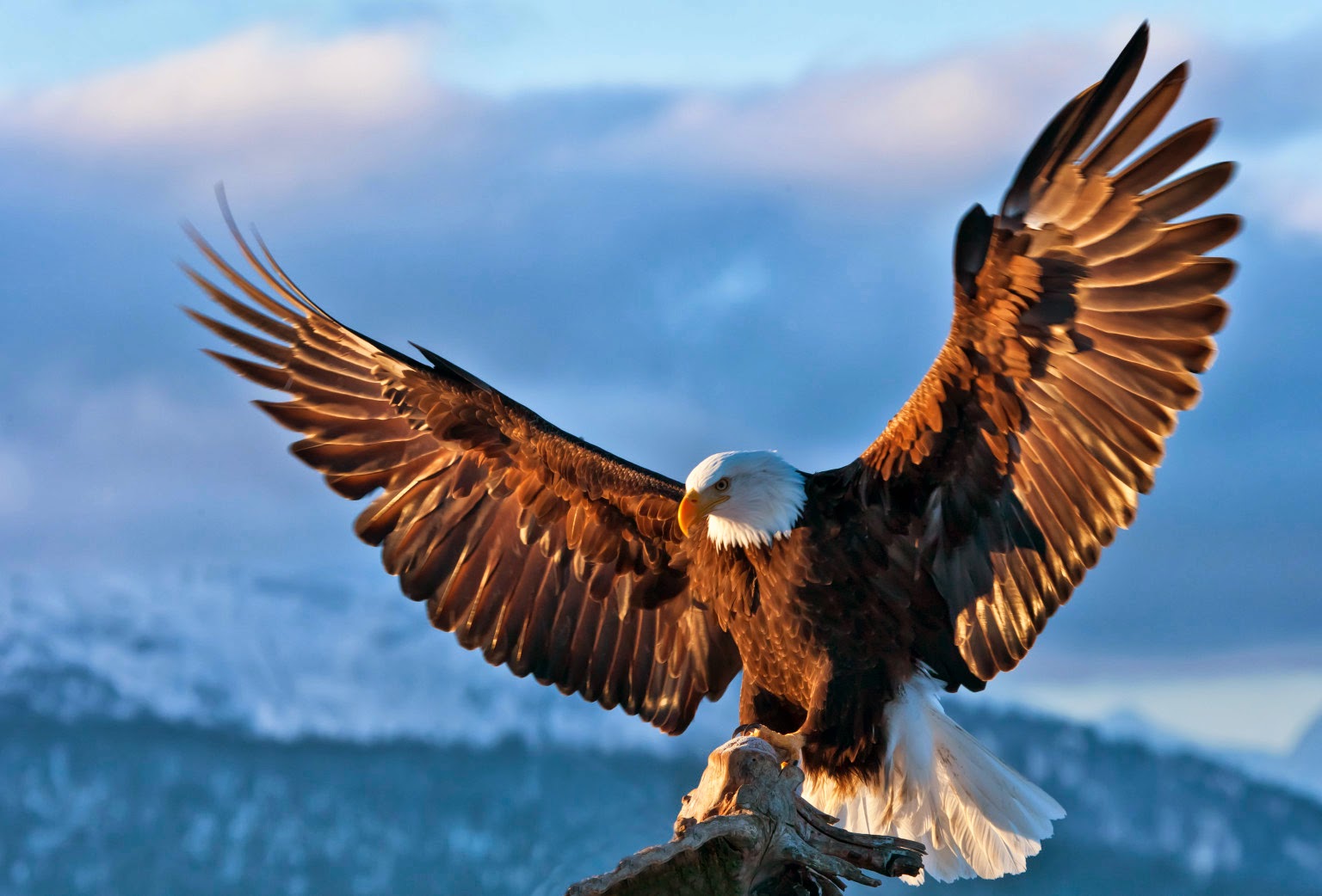 How do you download free photos of eagles?