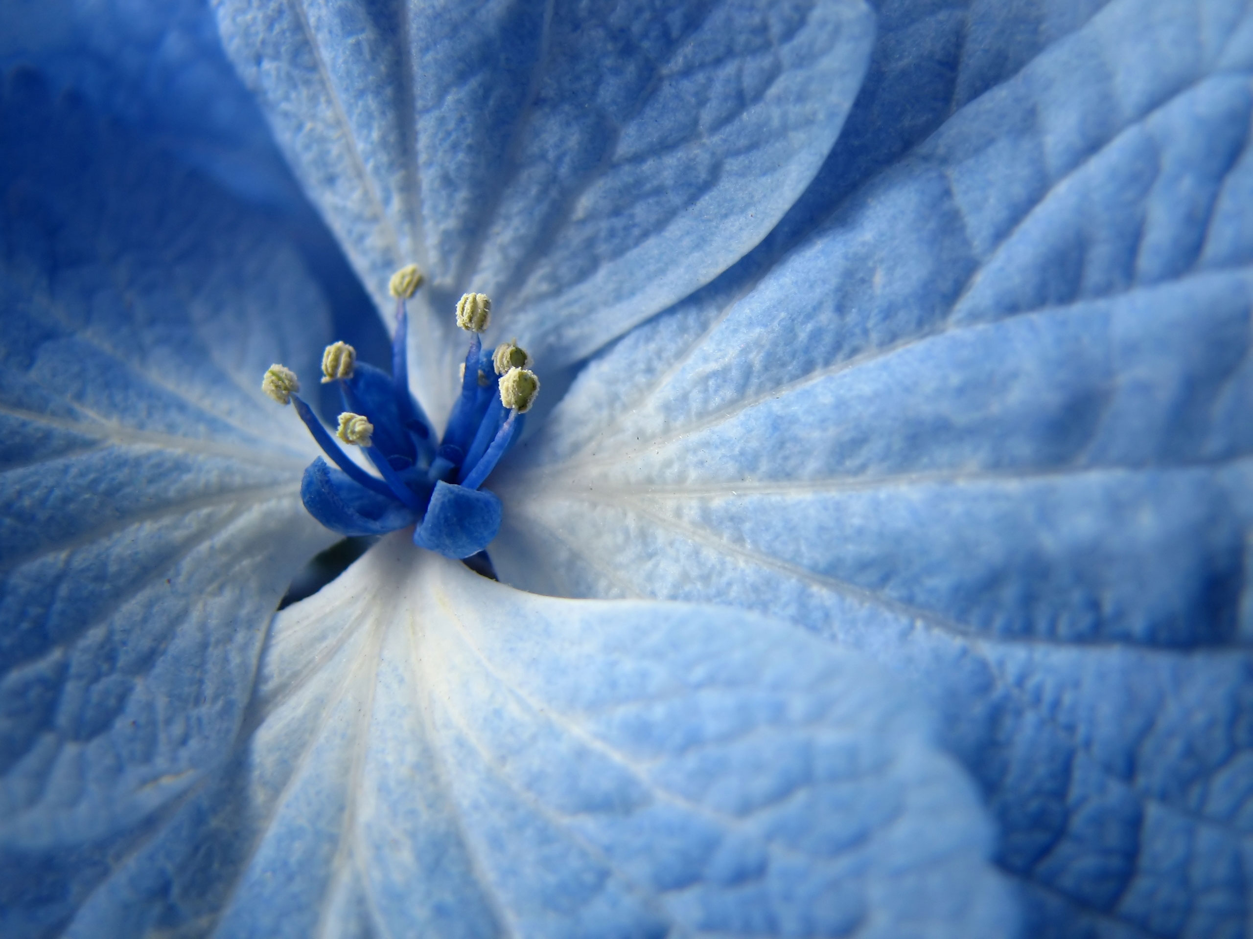 Light Blue Flower Wallpaper - WallpaperSafari