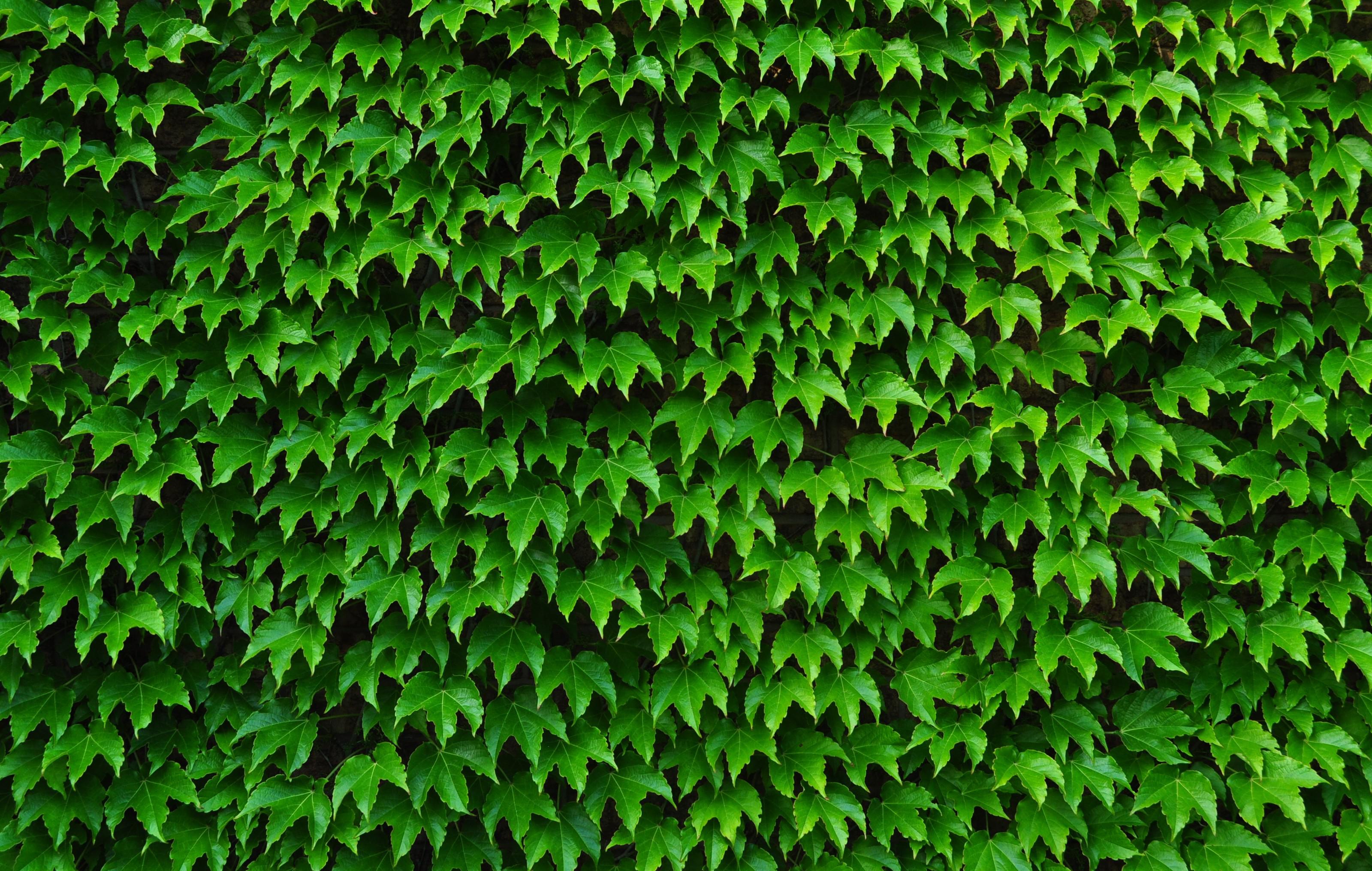 Ivy Wallpaper Wallpapersafari HD Wallpapers Download Free Images Wallpaper [wallpaper981.blogspot.com]