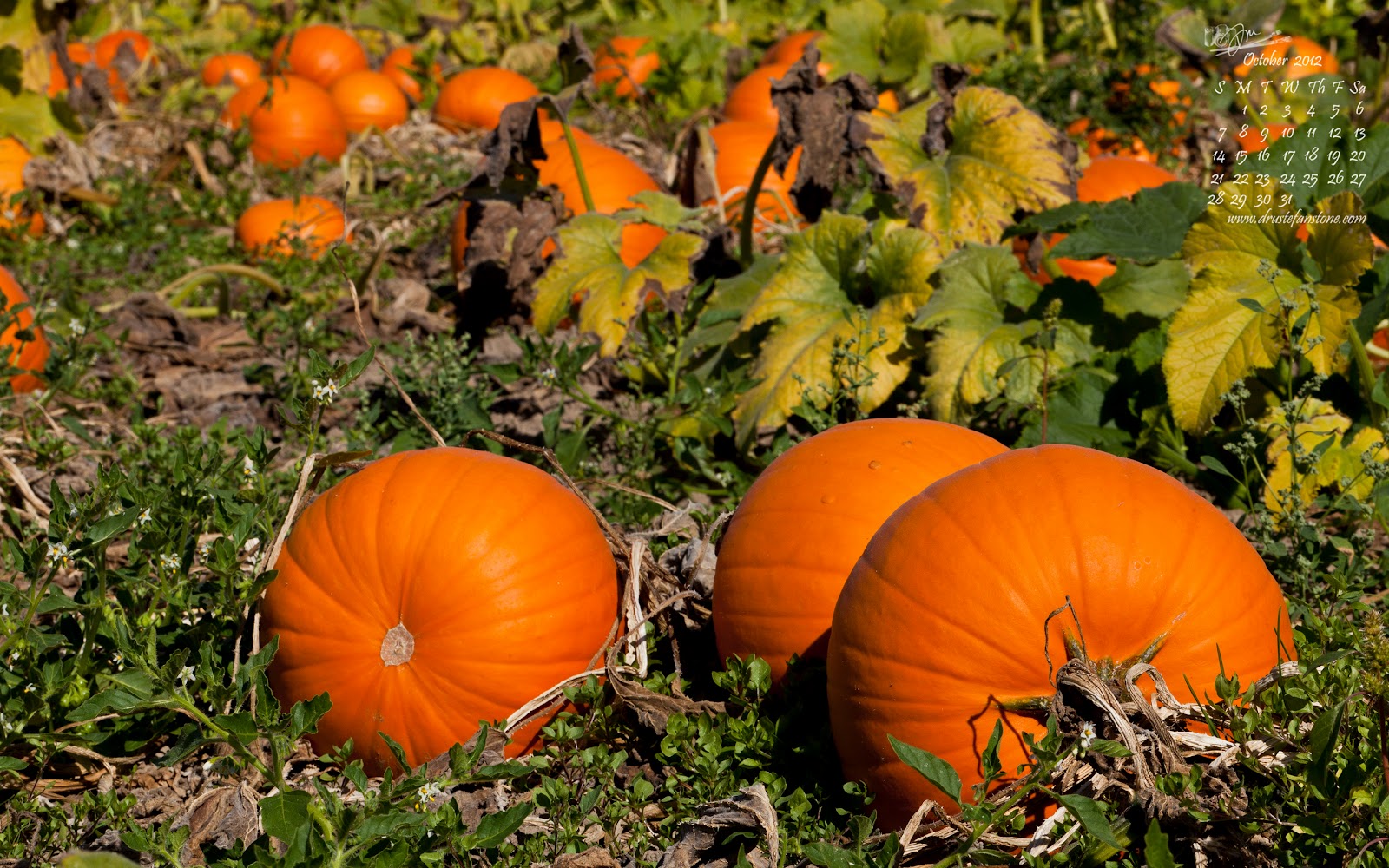 Fall Pumpkin Wallpaper and Screensavers - WallpaperSafari