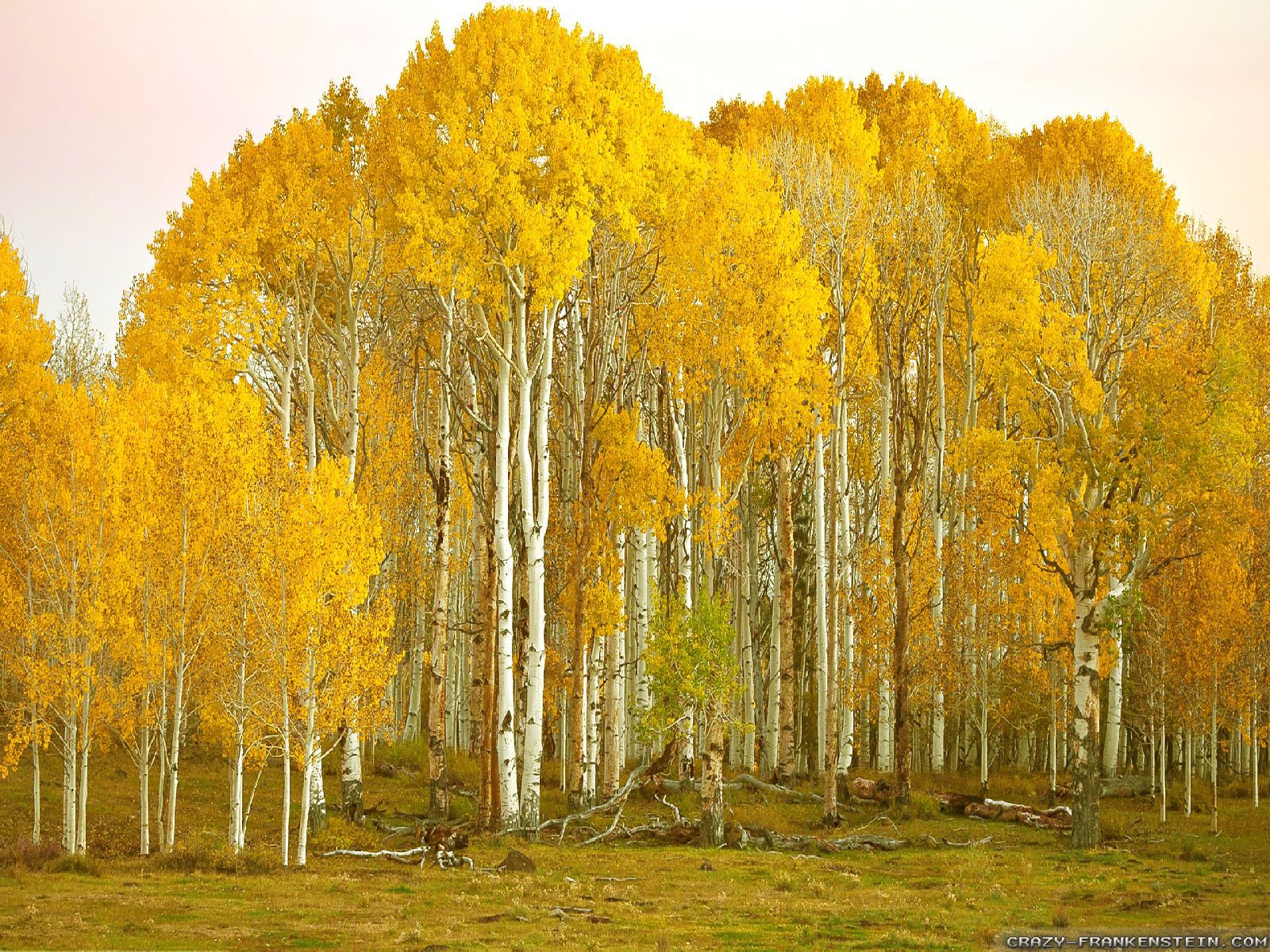 Wallpaper With Birch Trees WallpaperSafari