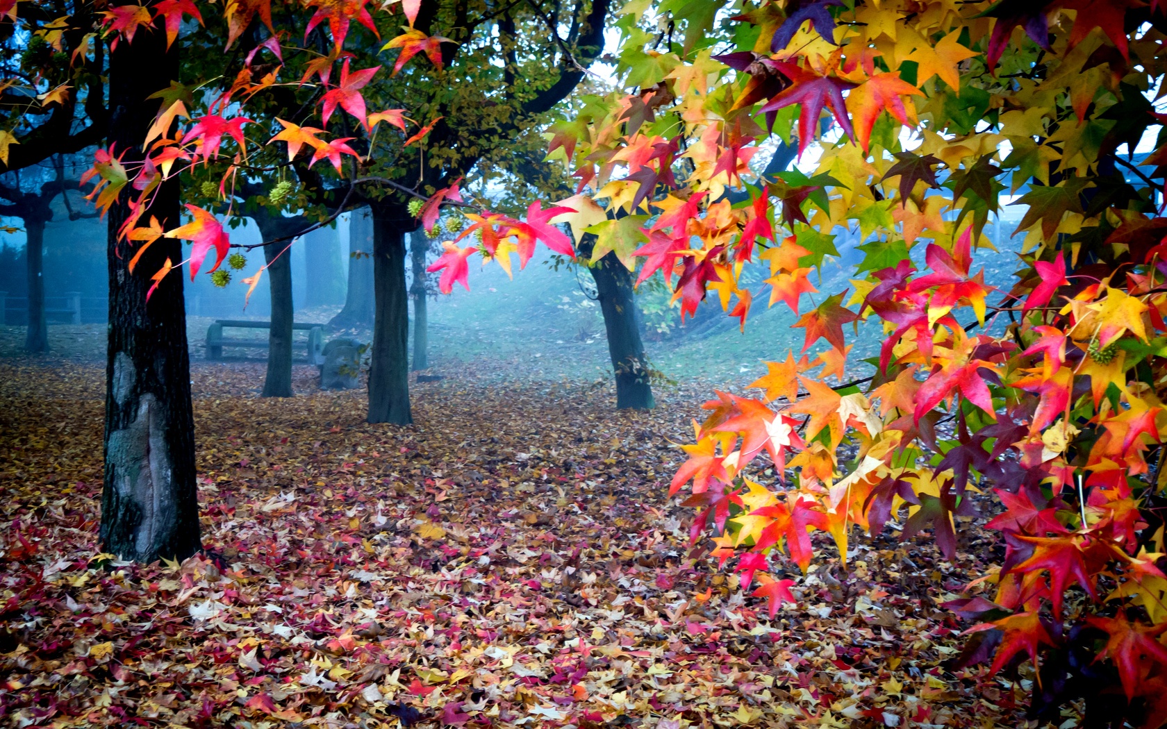 Fall Colors Wallpaper - WallpaperSafari