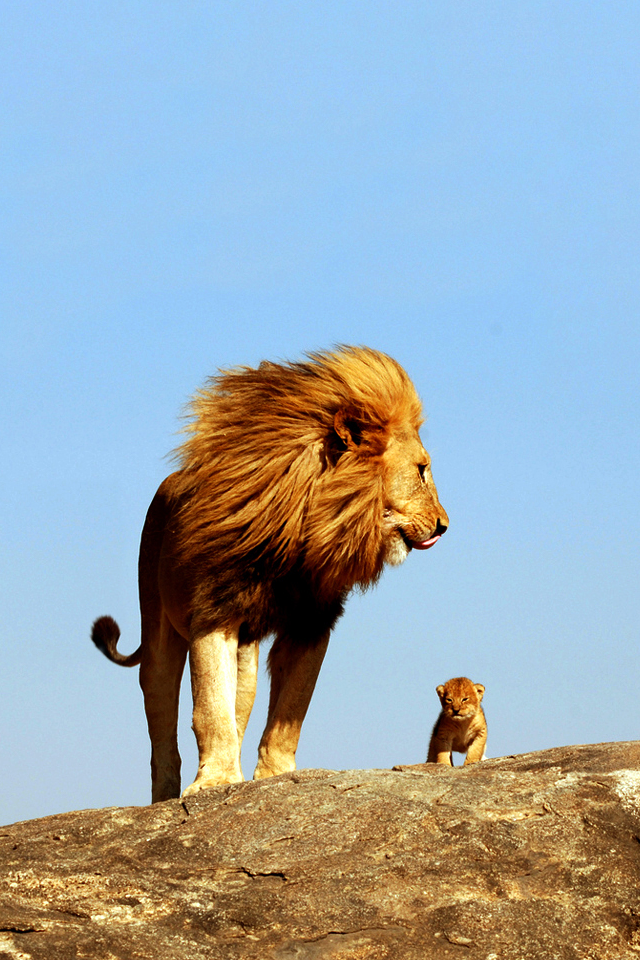 Lion King iPhone Wallpaper - WallpaperSafari