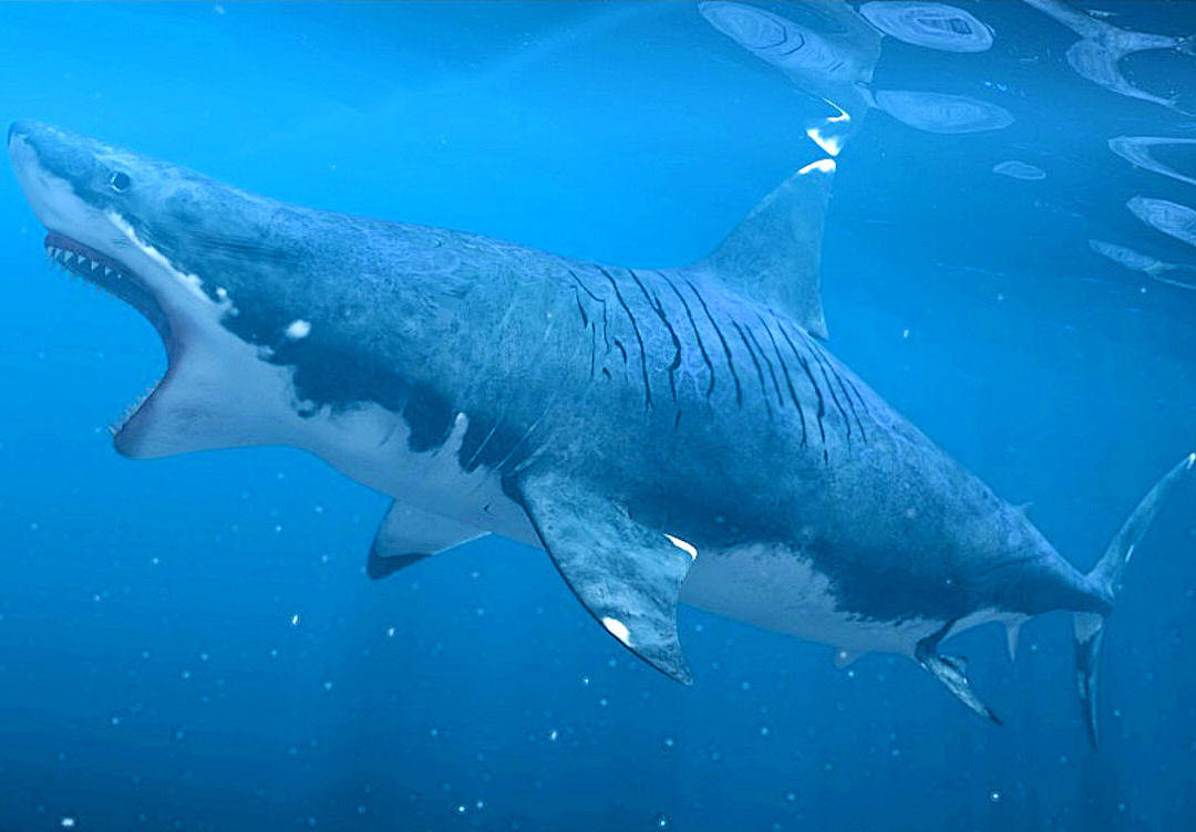 Megalodon Wallpaper HD - WallpaperSafari