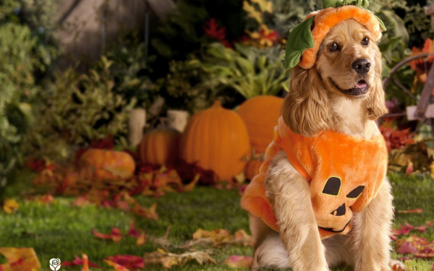 Halloween Pets Wallpaper - WallpaperSafari