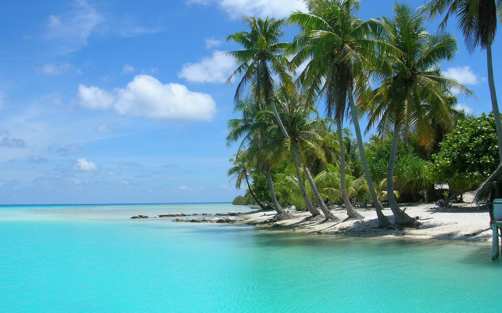 caribbean-island-palm-trees-backiee