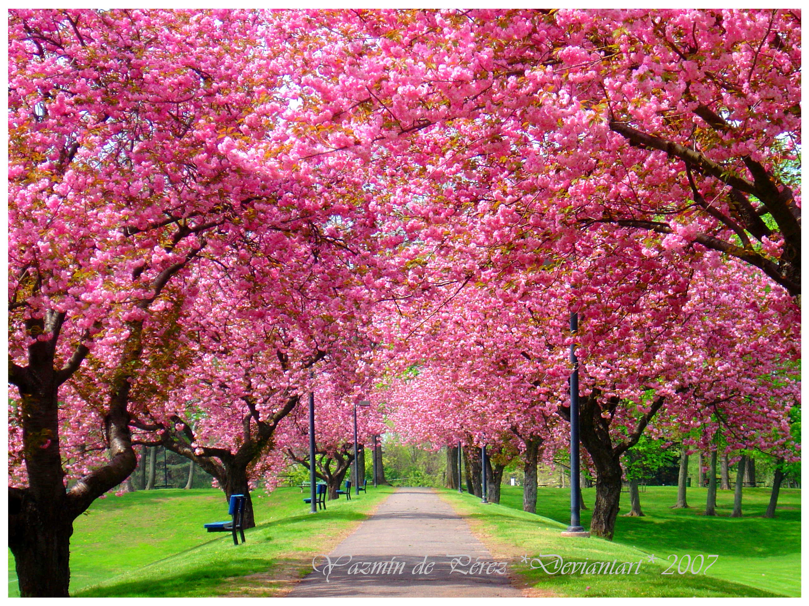 Free Spring Tree HD Wallpaper - WallpaperSafari