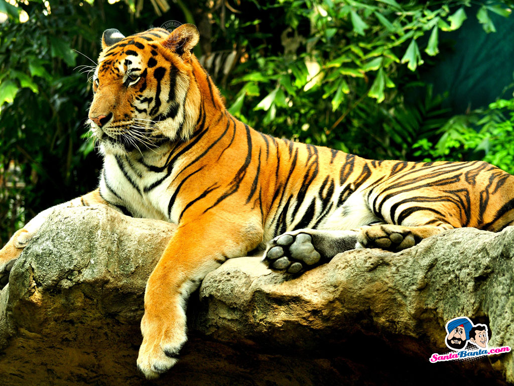 Animated Tiger Wallpaper - WallpaperSafari