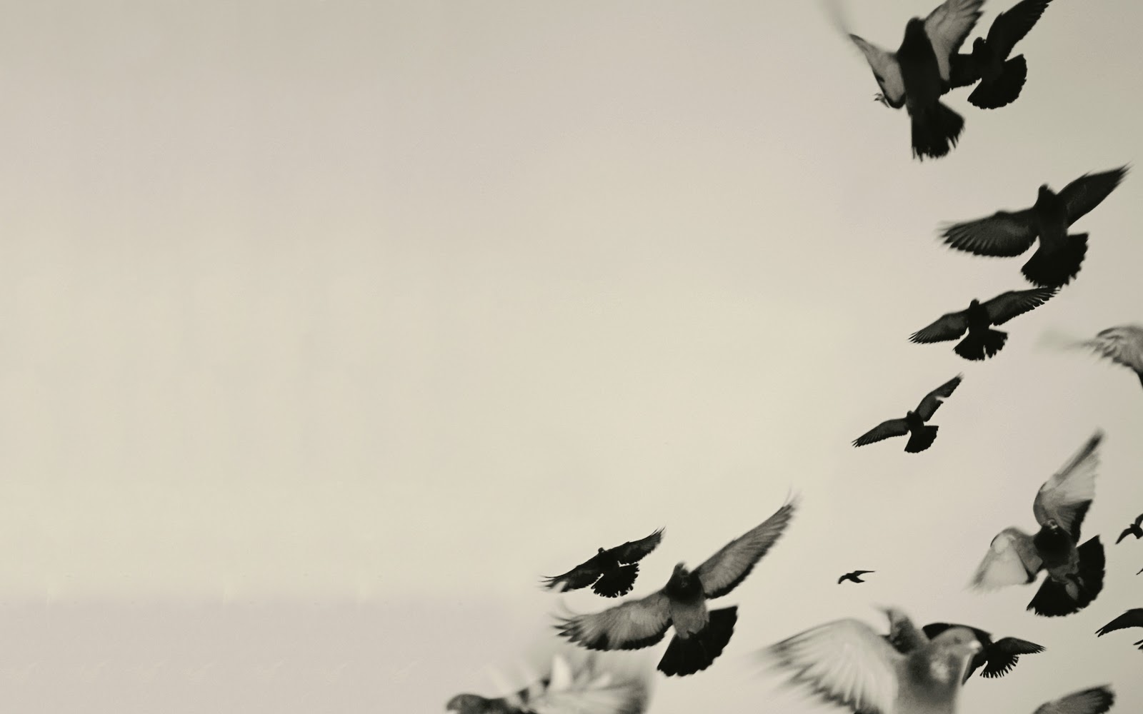 Black and White Bird Wallpaper - WallpaperSafari