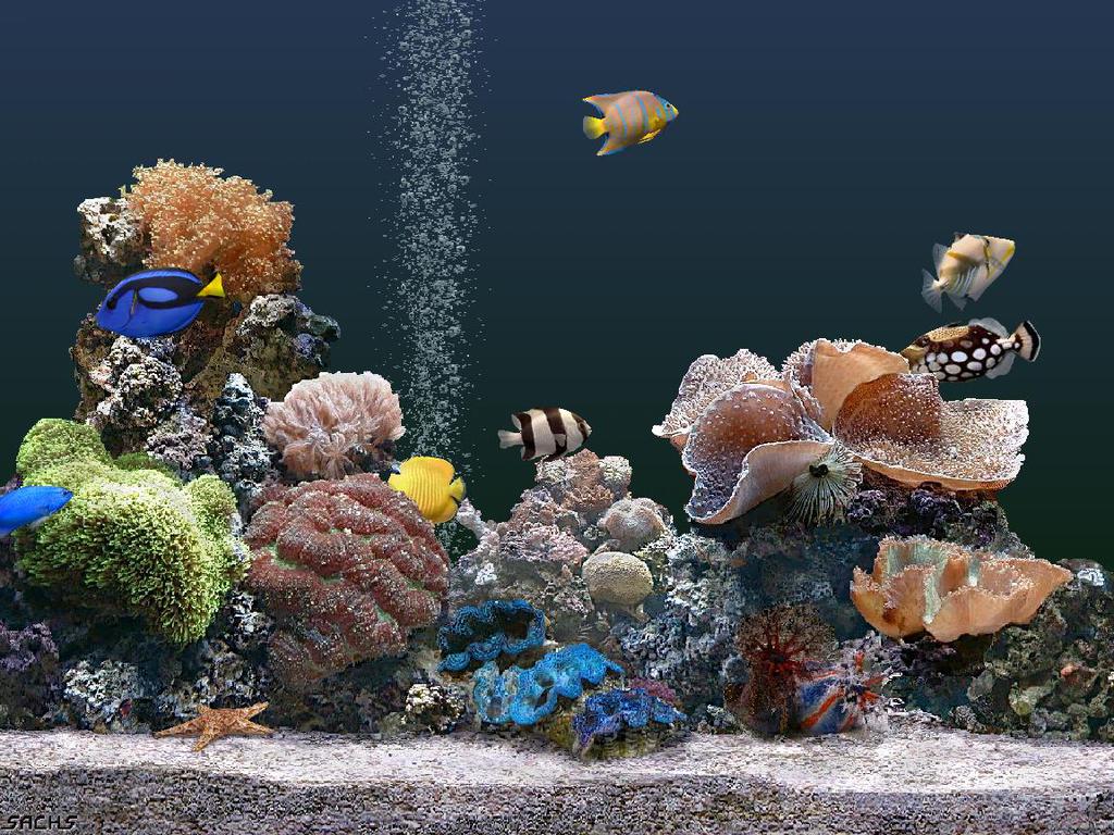 fish screensaver