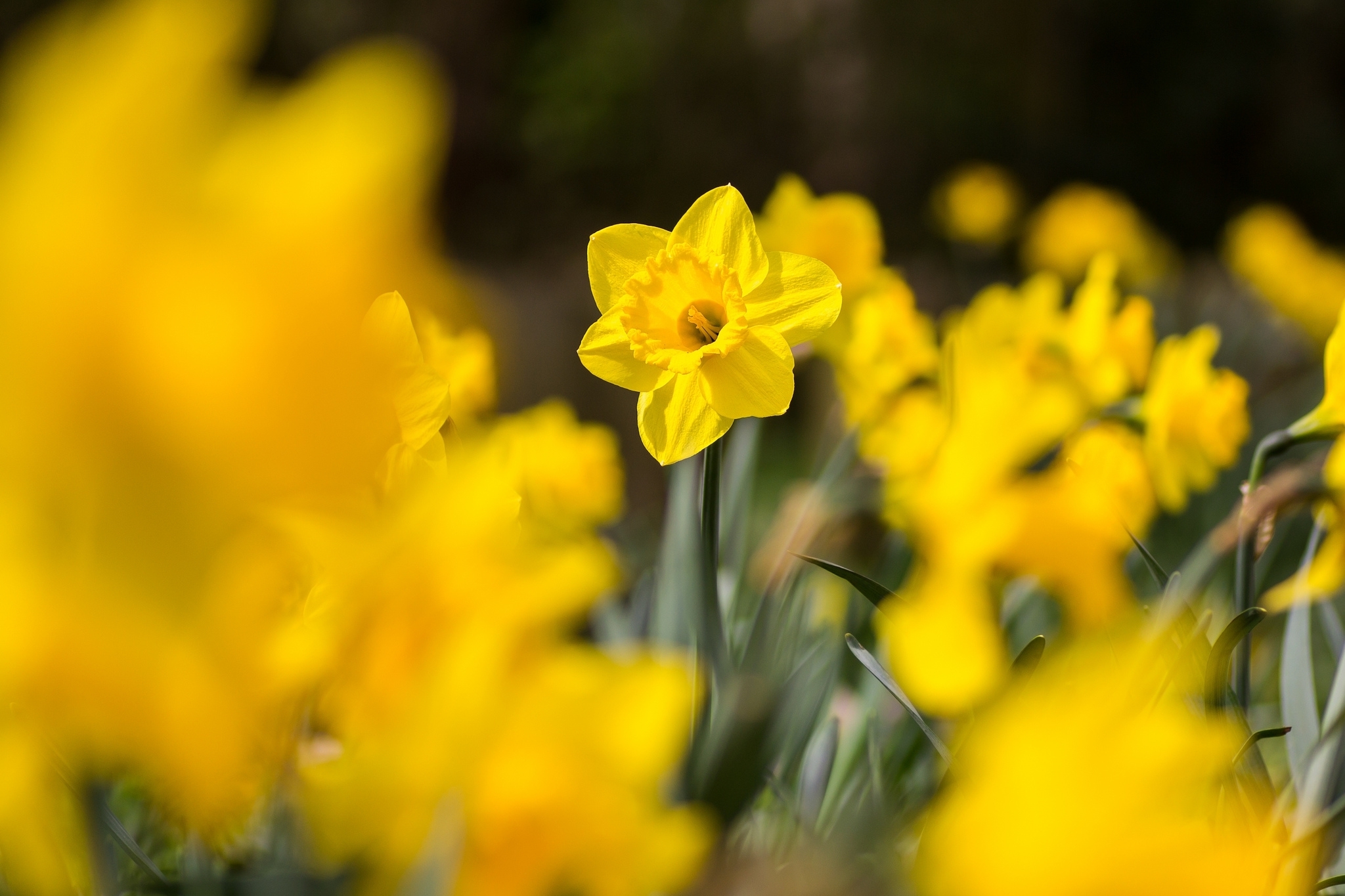 цветы макро желтые flowers macro yellow загрузить №910300 цветы макро желтые flowers macro yellow № 910299 бесплатно