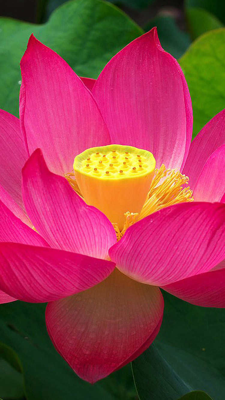 Lotus Flower Iphone Wallpaper Wallpapersafari