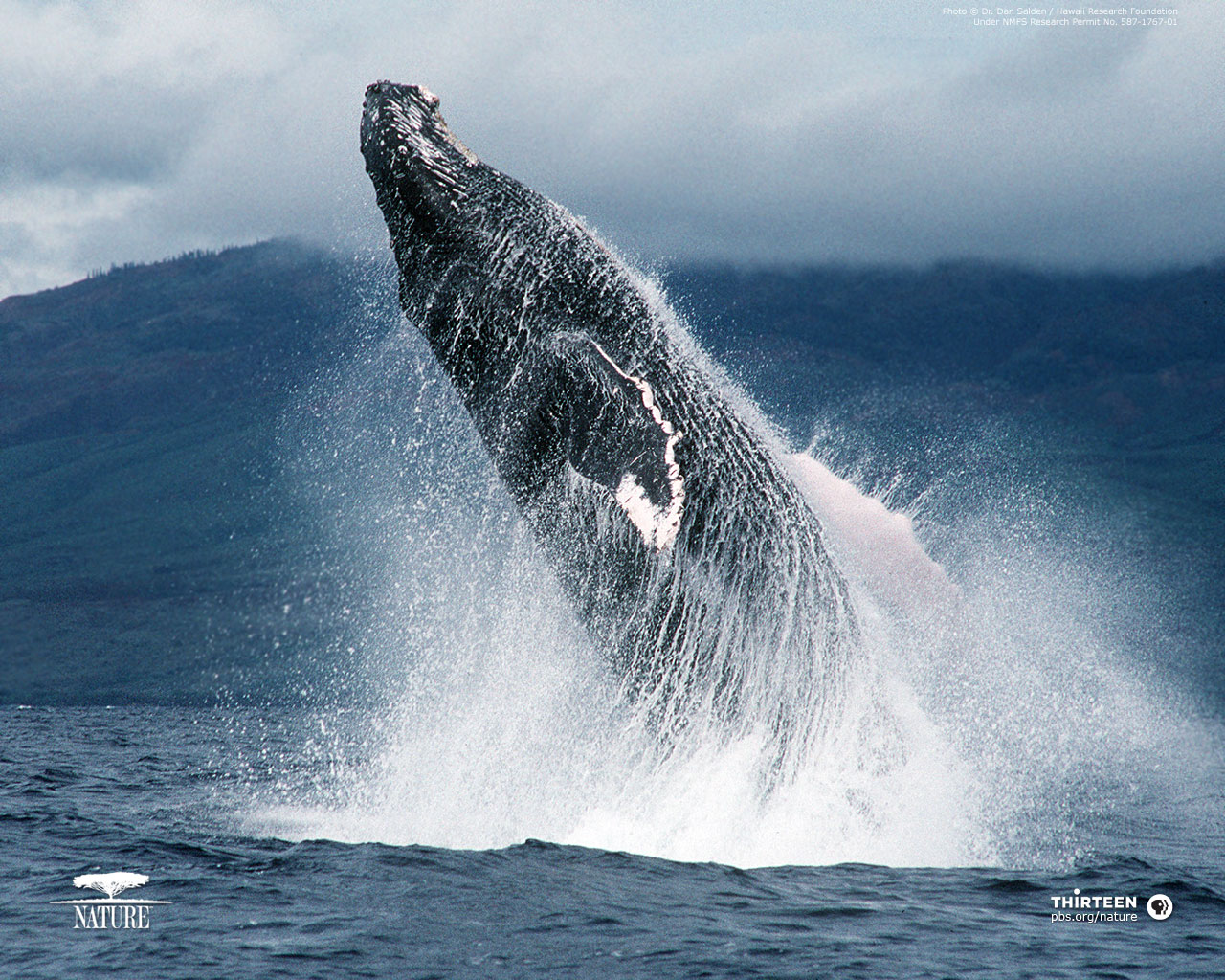 Humpback Whale Desktop Wallpaper - WallpaperSafari