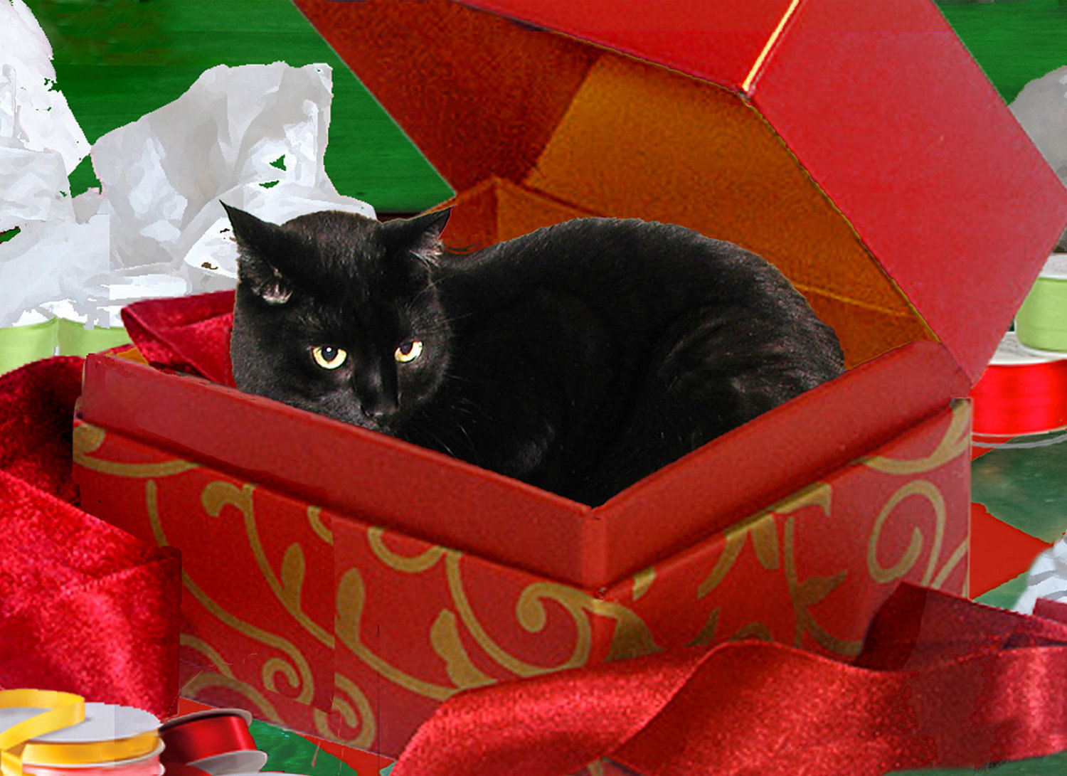 Image result for black cat in gift box