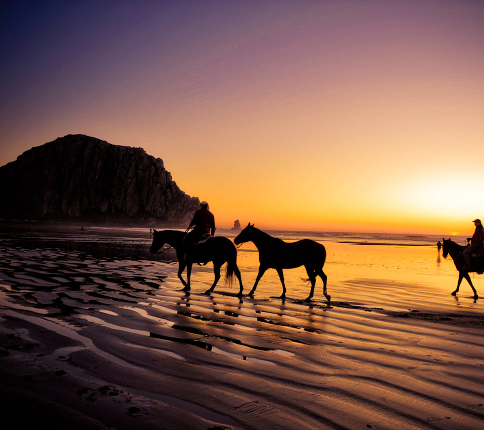 Horses on the Beach Wallpaper - WallpaperSafari