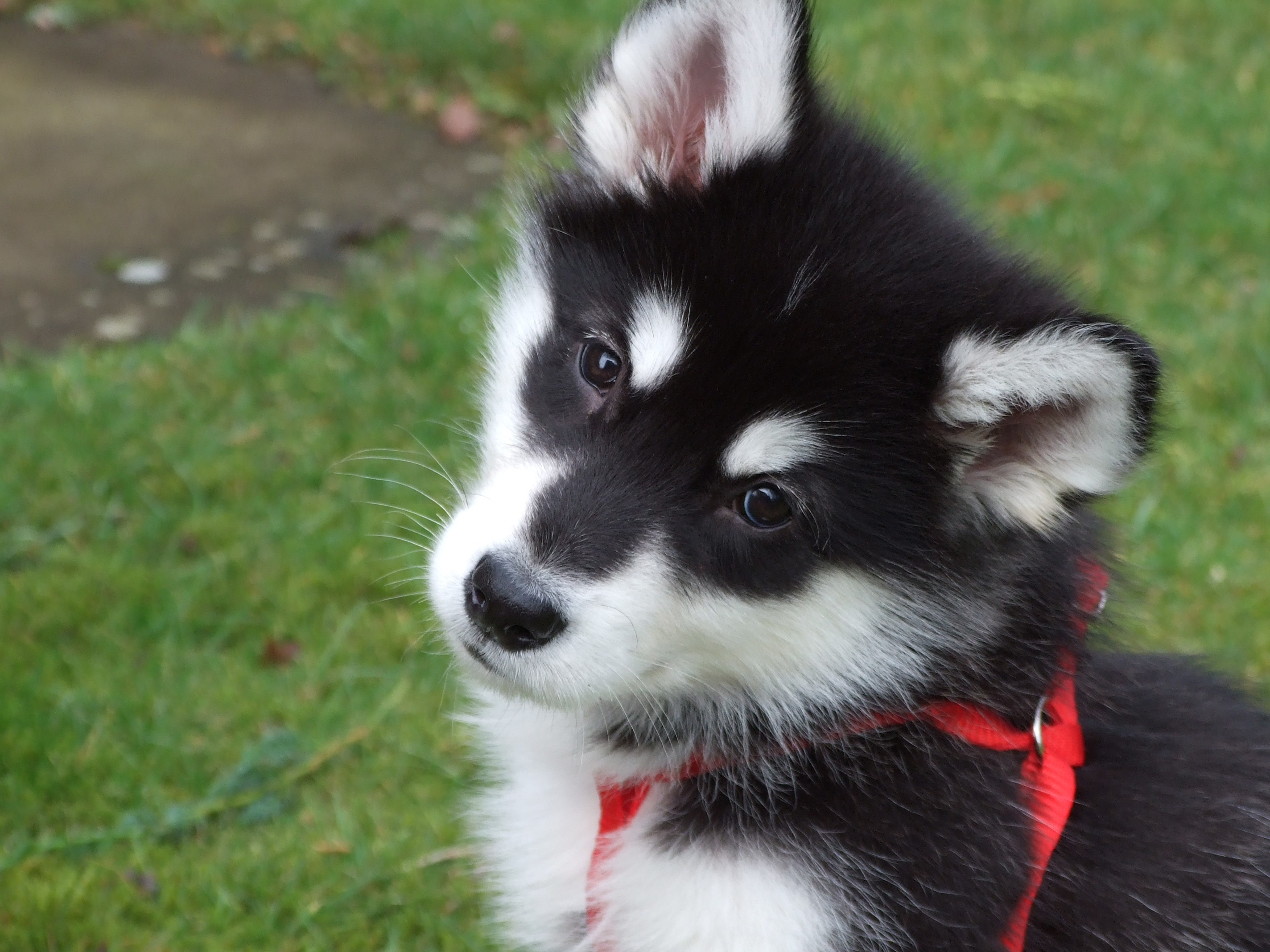 Alaskan malamute puppies photos Alaskan malamute puppies photos