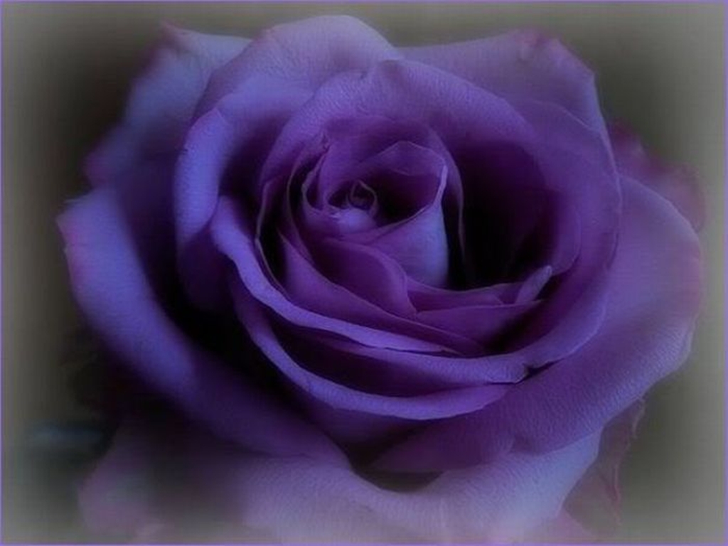 Beautiful Purple Roses Wallpapers - WallpaperSafari