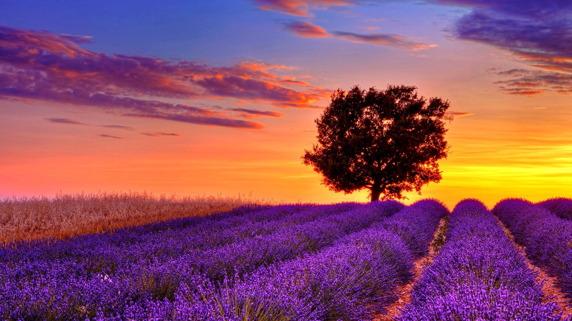 Lavender Fields Wallpaper - WallpaperSafari