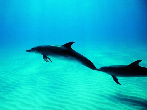Related Wallpaper Animals Dolphins Dolphin