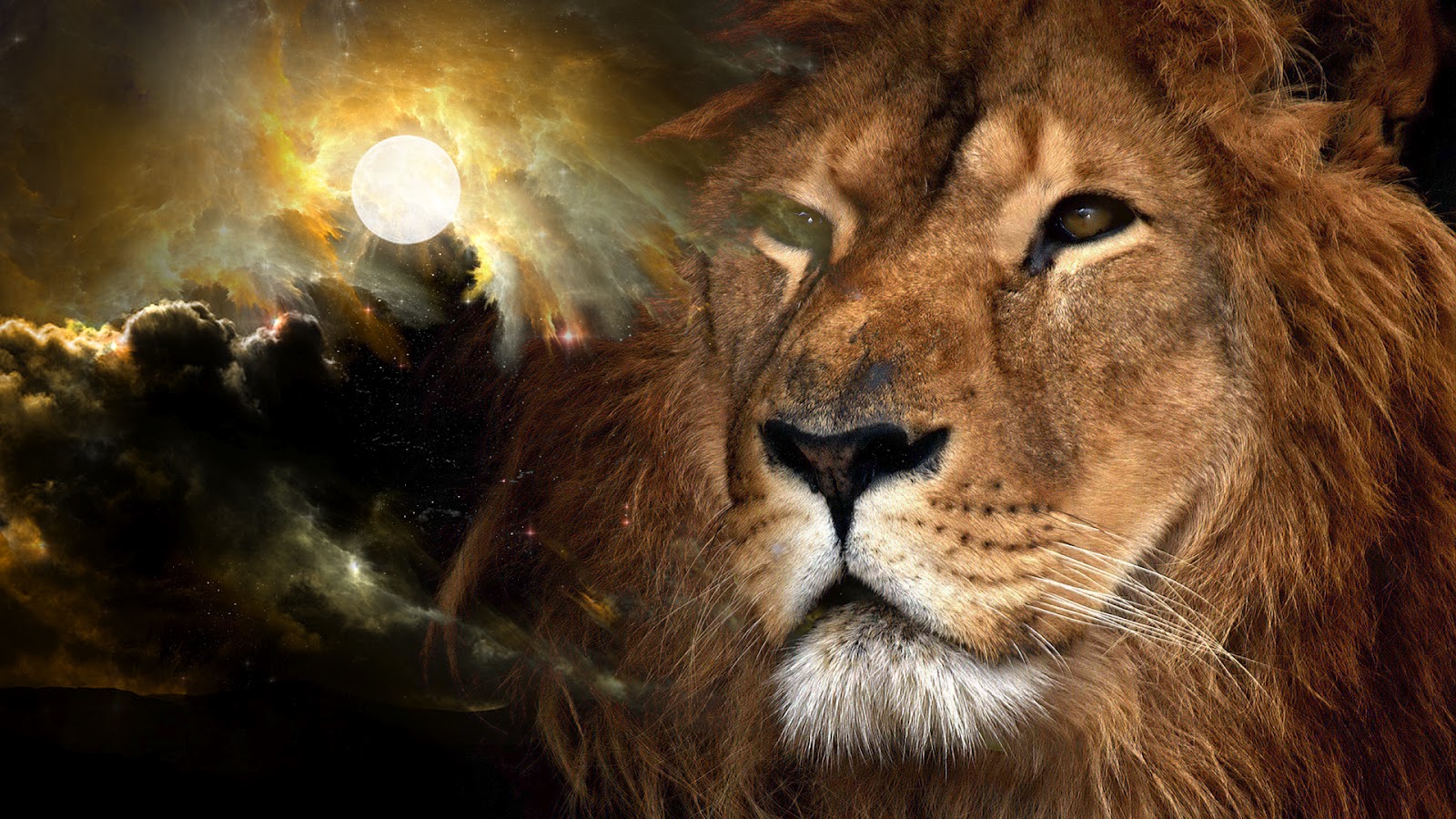 Lion Wallpaper HD Background
