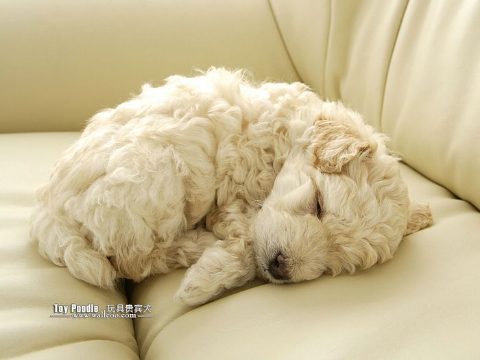 Puppies Toy Poodle Puppy Wallpaper Lovable