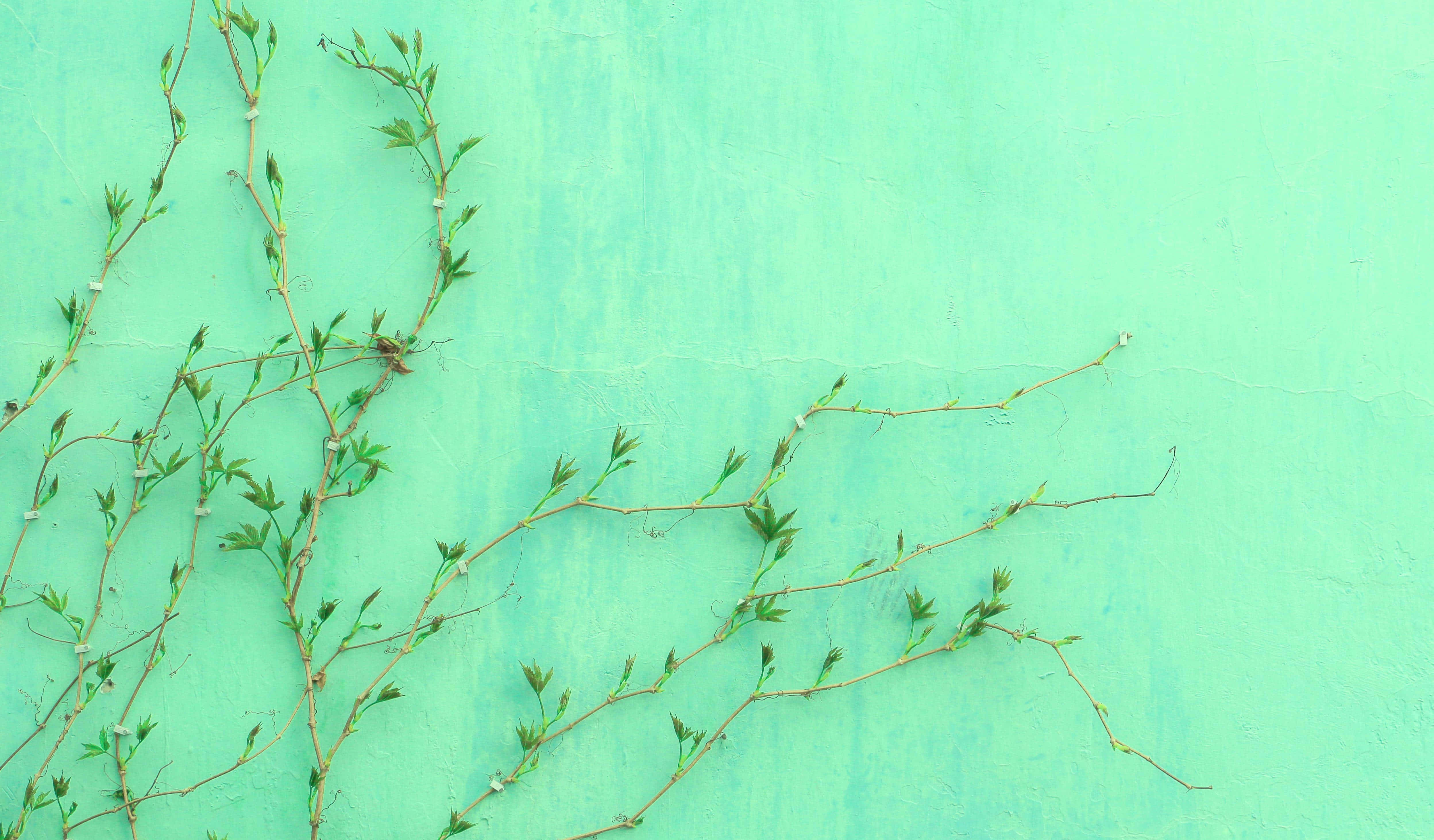 Cute Mint Green Aesthetic Wallpaper