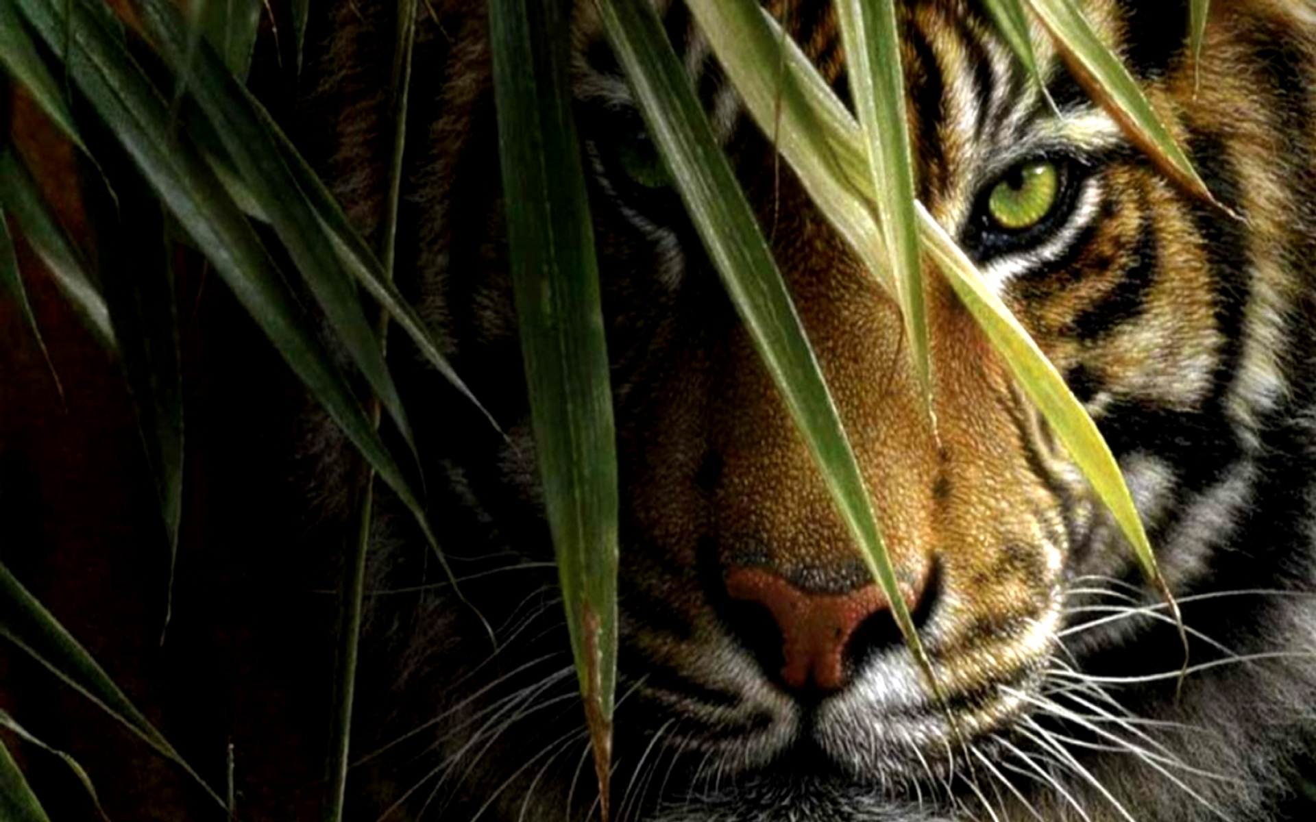 Tiger Desktop Background For HD Wallpaper Wall Art