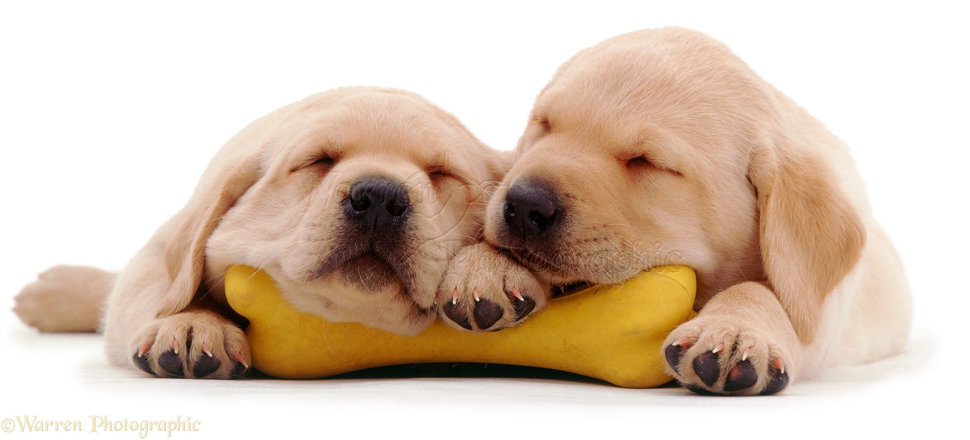 Wp03594 Yellow Labrador Retriever Pups Weeks Old Asleep On Their