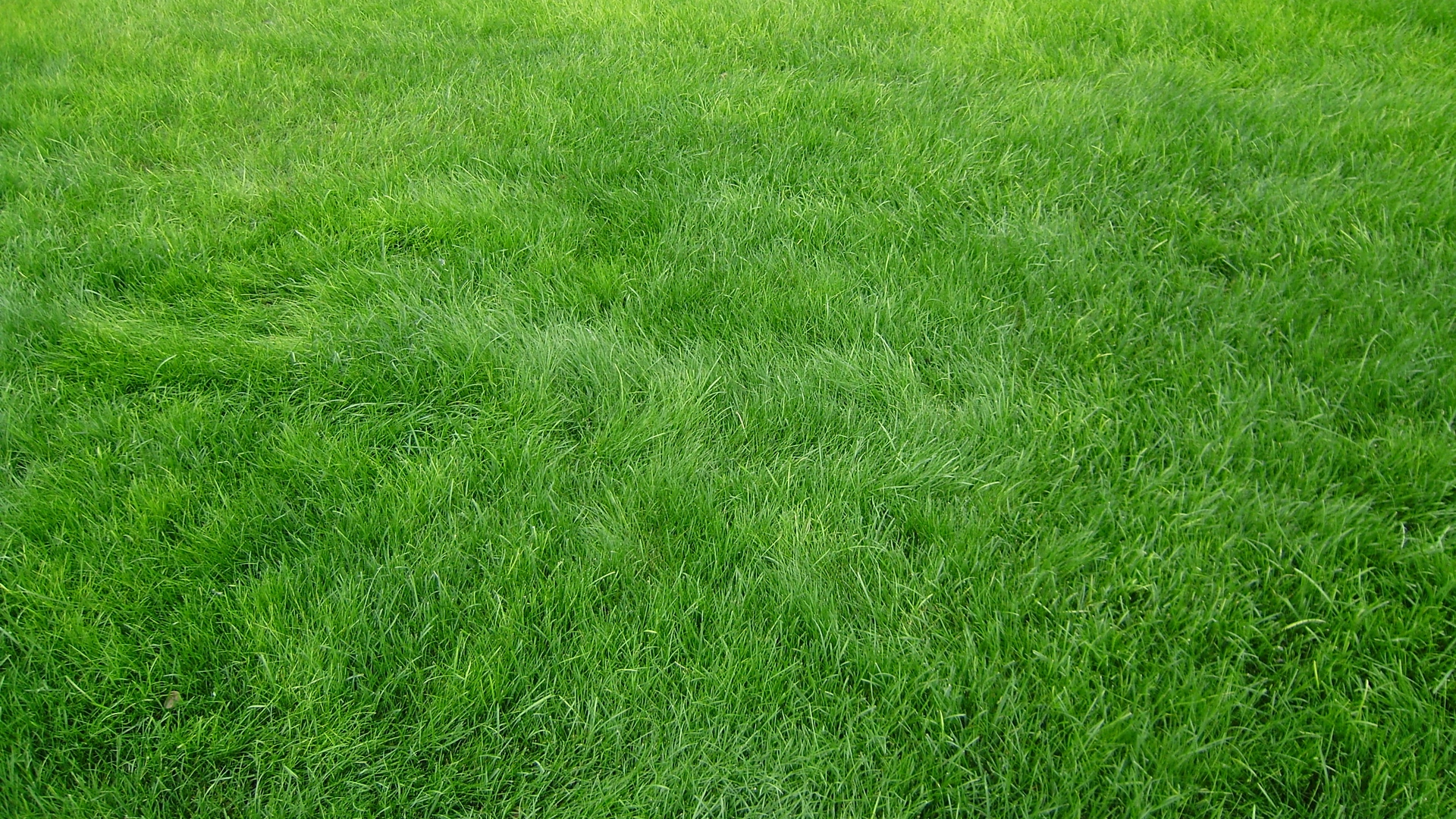 Wallpaper Grain Grass Field Green Full HD