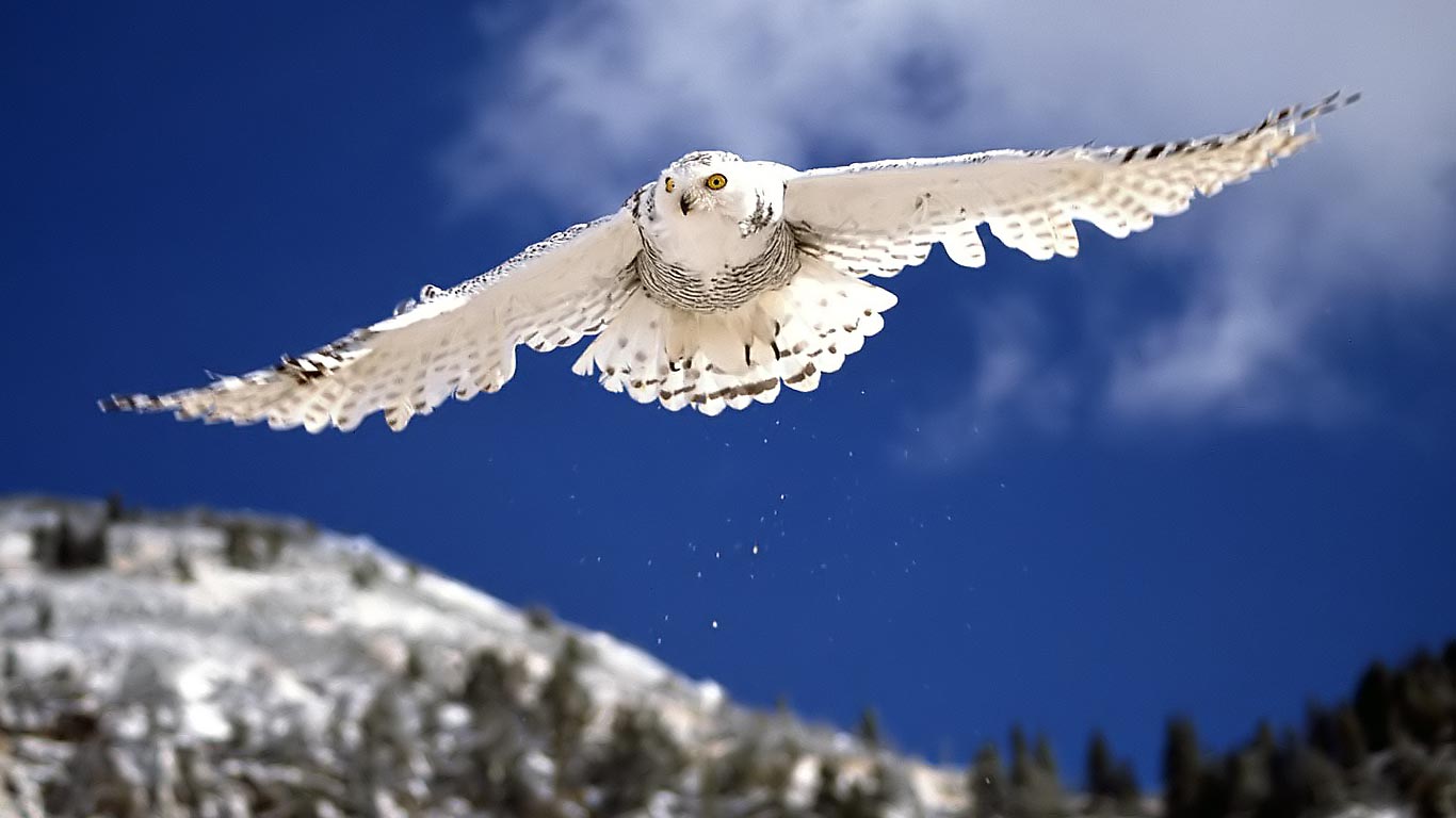 Snowy Owl HD Wallpapers WallpapersCharlie