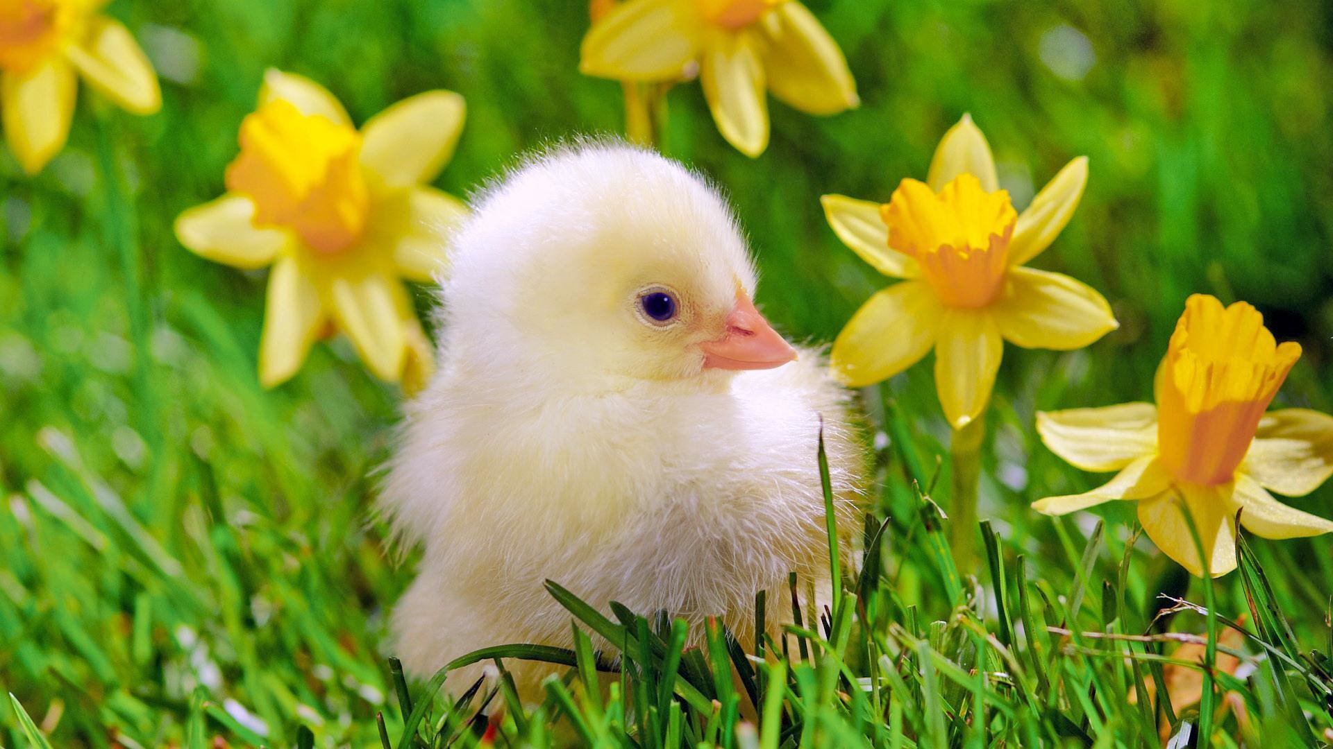 Cute Chick Wallpapers  Wallpaper Cave