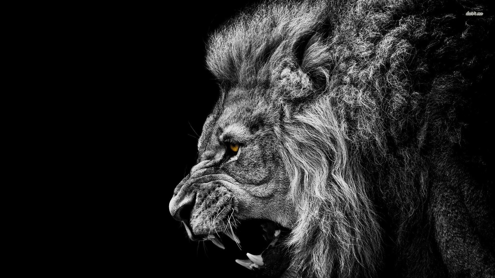 Roaring Lion Wallpaper Background Photos Image Pictures