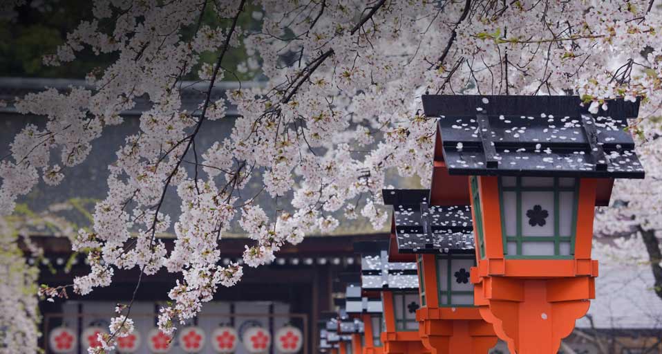 Cherry Blossom Hirano Shrine Kyoto
