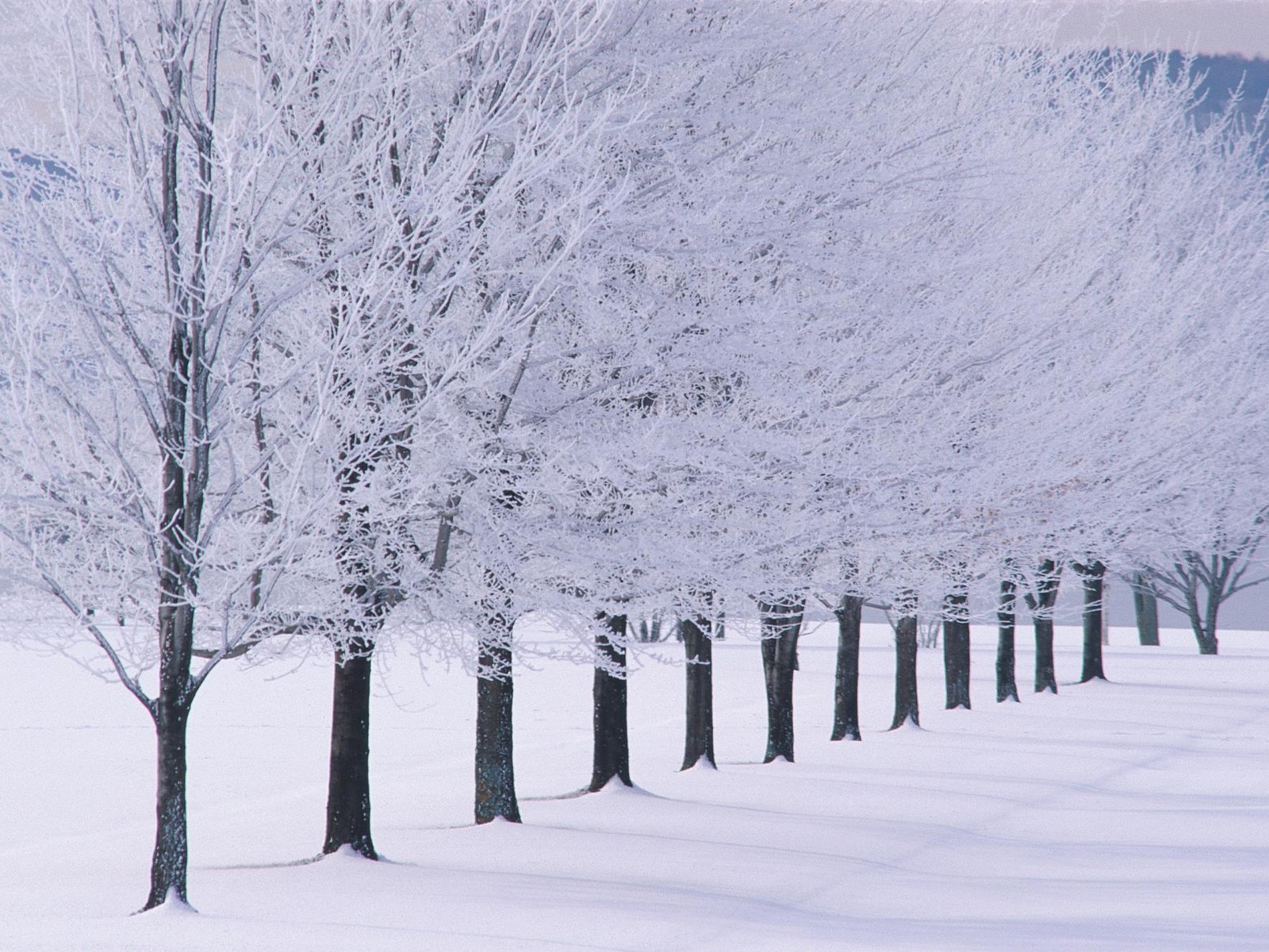 Wallpaper Winter