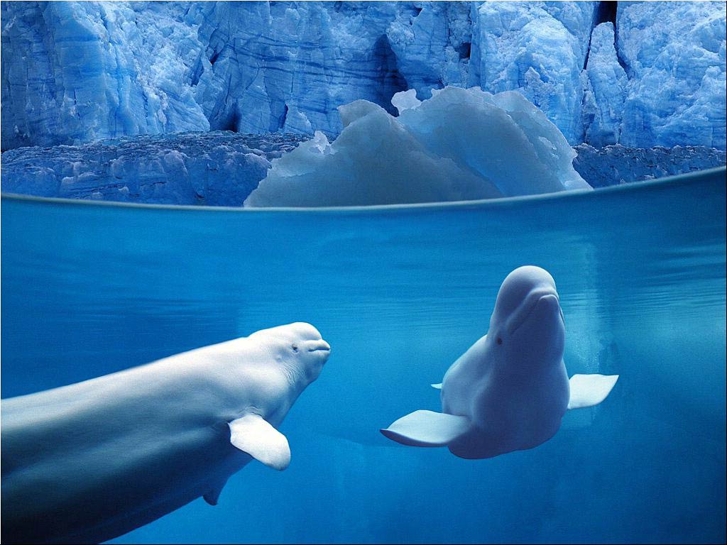 Beluga Whale Wallpaper Animals Town